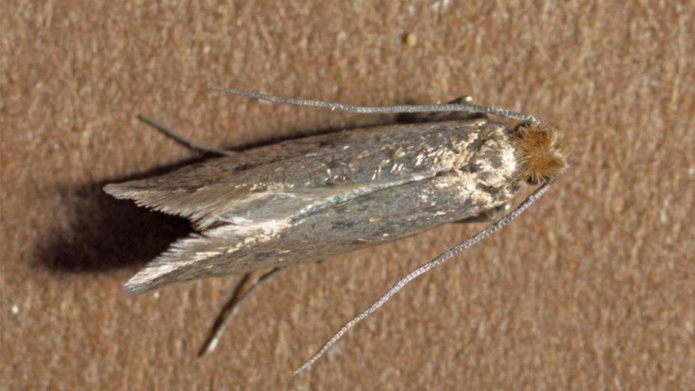 Common clothes moth