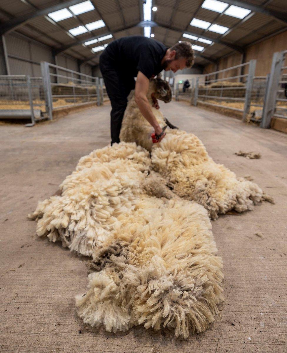 Fiona being shorn