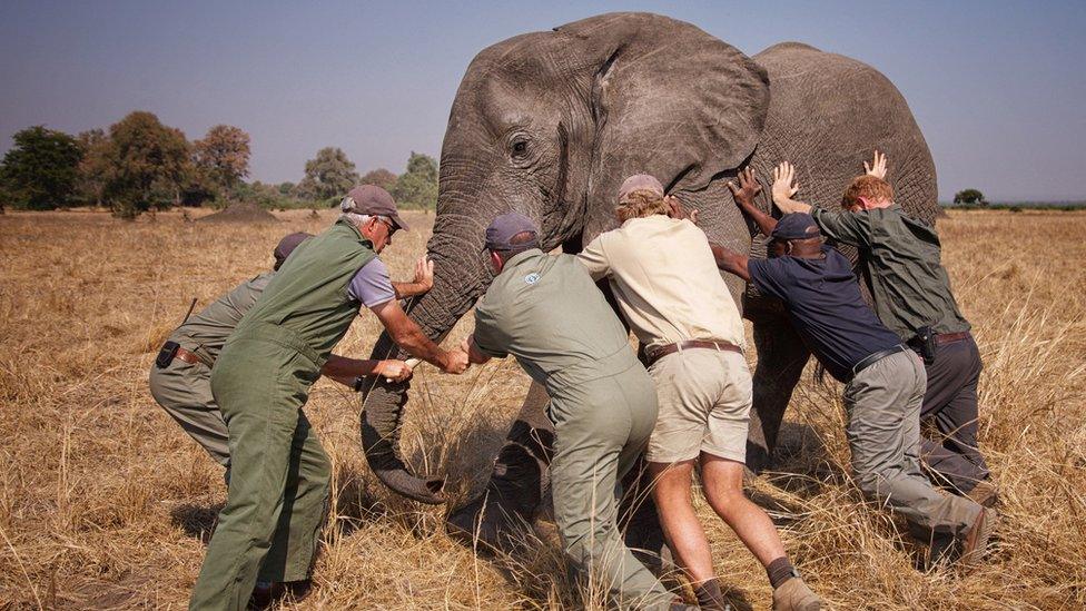 Prince Harry and team with an elephant