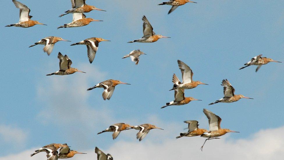 godwits