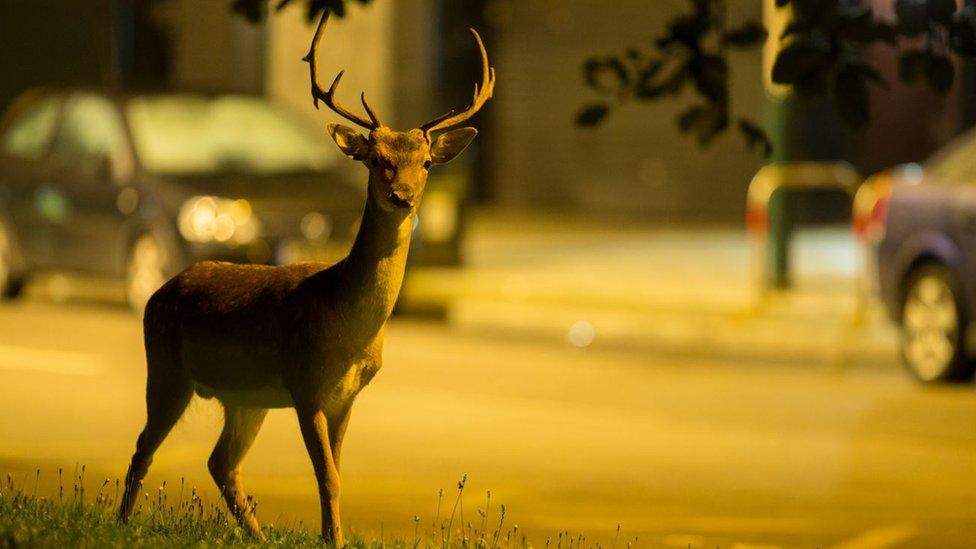 Fallow deer