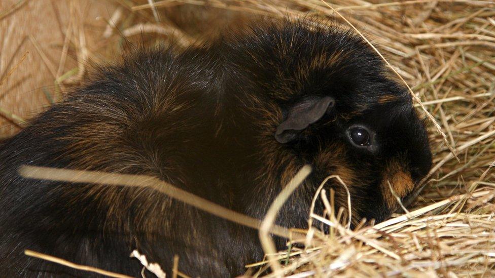 guinea pig