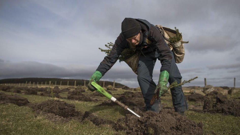 Sitka Spruce planting.