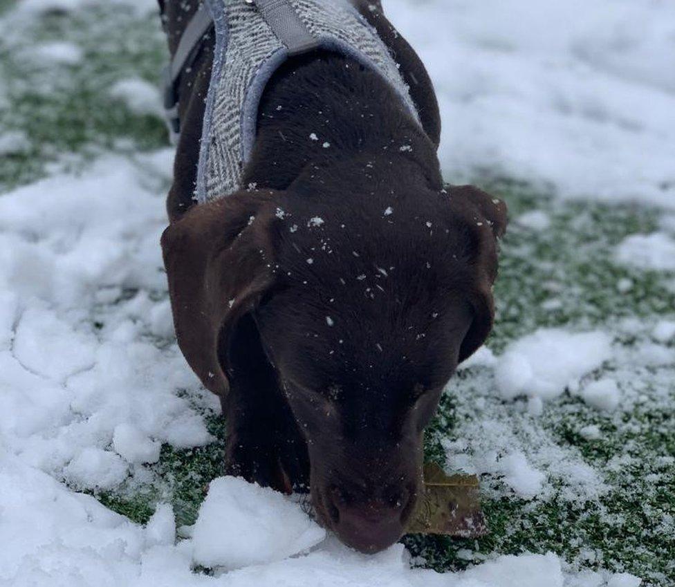 A dog sniffing at the snow in Henleaze, Bristol