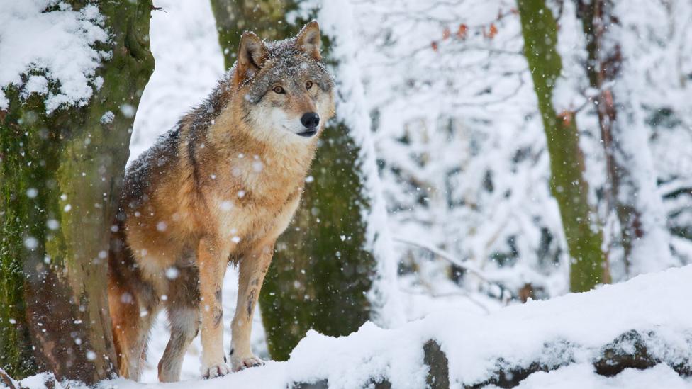 European grey wolf in winter forest, Switzerland