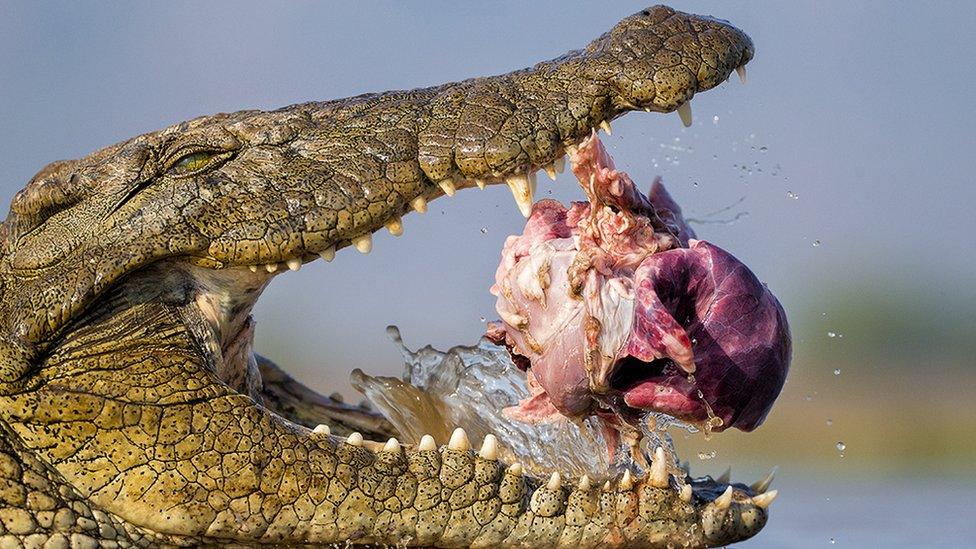 Opportunistic croc by Bence Mate, Hungary