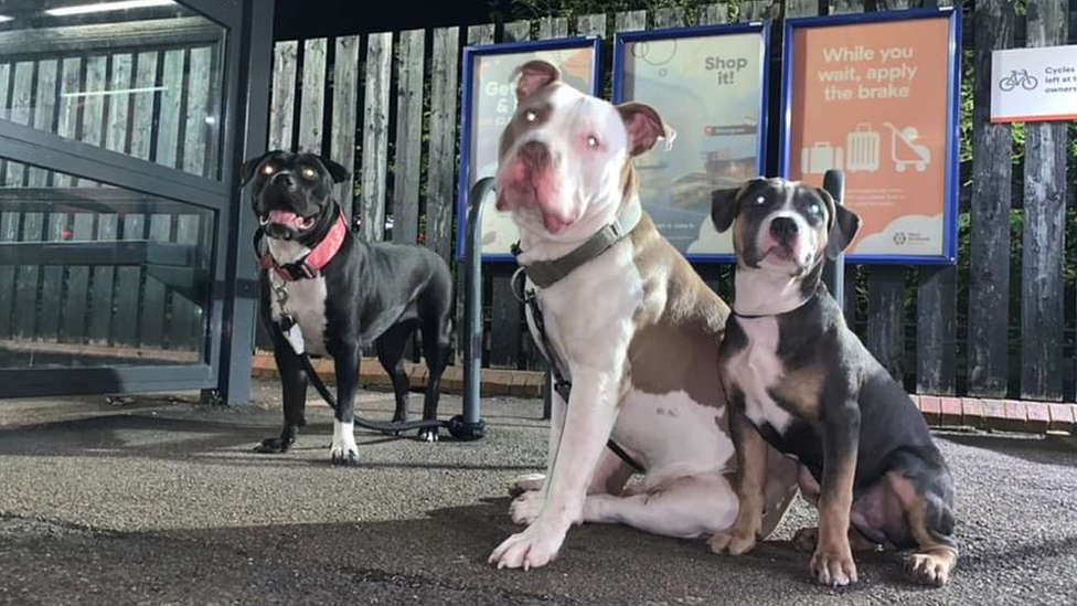 Three American Bully XLs