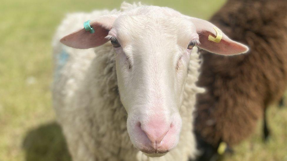 A sheep looking at the camera