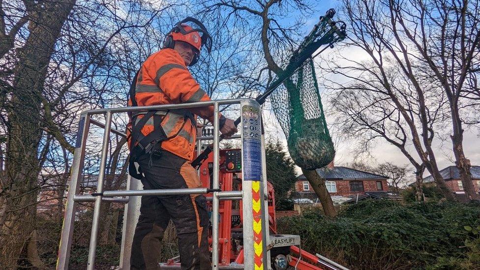 Tree surgeon rescues kitten from tree