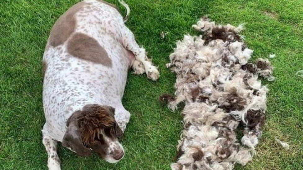 Springer spaniel dog