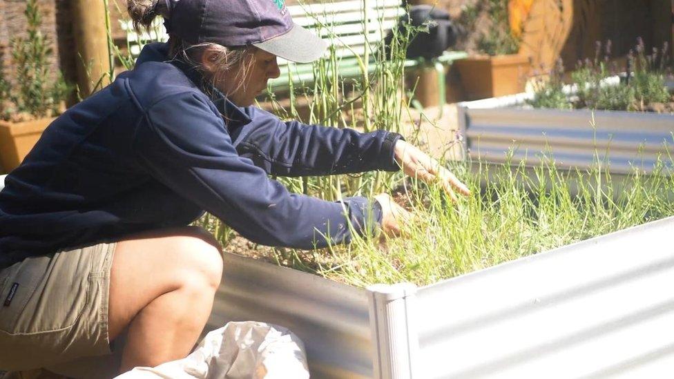 A Werribee Open Range Zoo horticulturalist attends to the new zoo herb garden