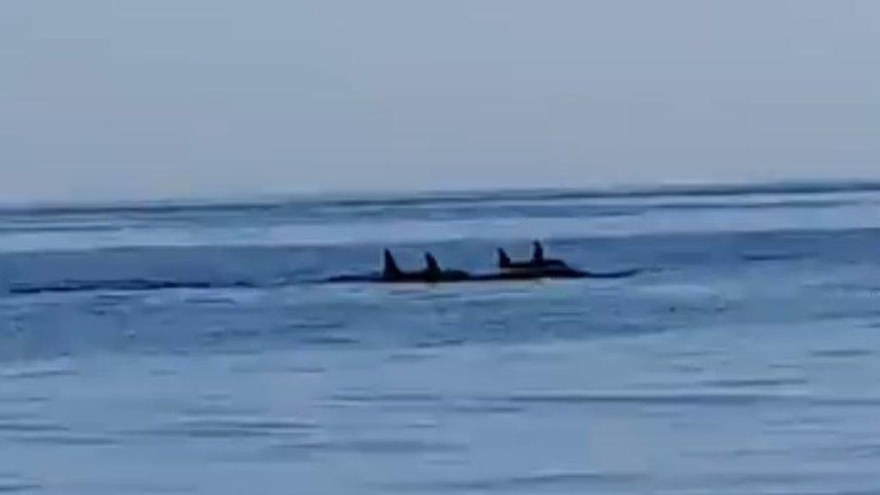 Orcas in the sea