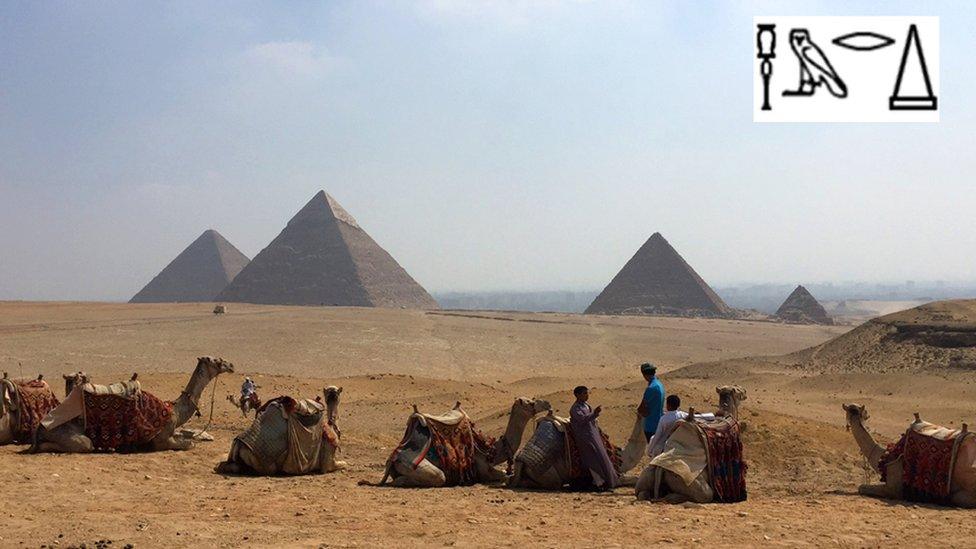 Camels in fron t f the pyramids of Giza