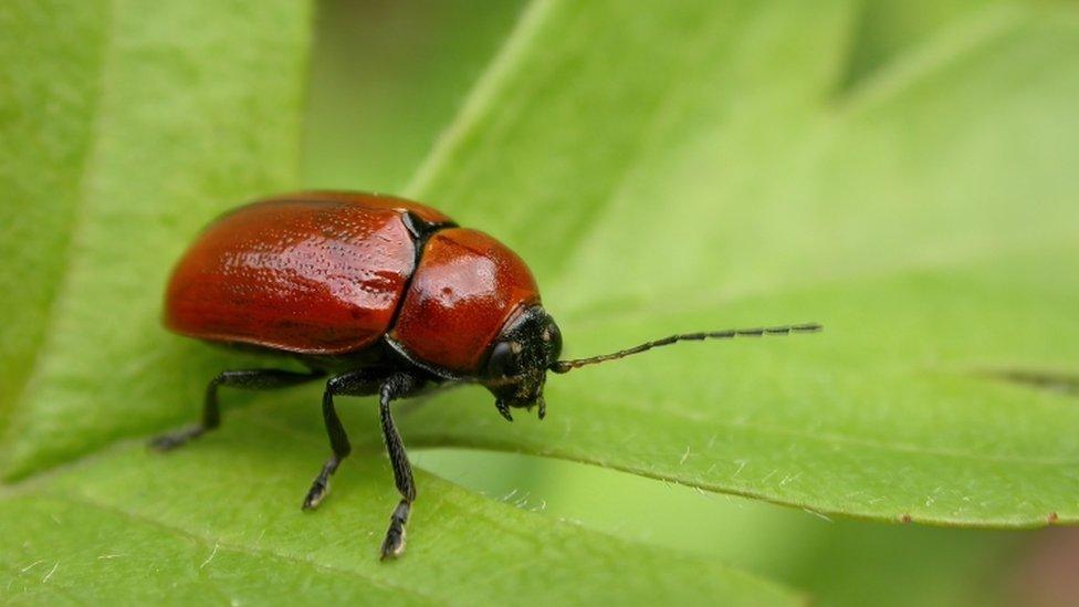 Hazel pot beetle (Cryptocephalus coryli).