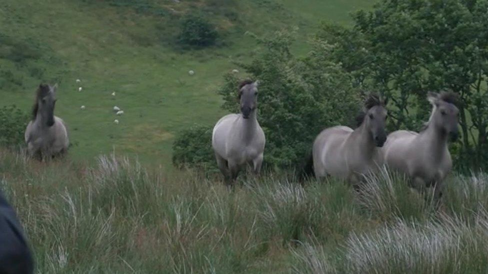 Konik horses