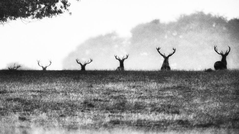 Row of stags in Peak District