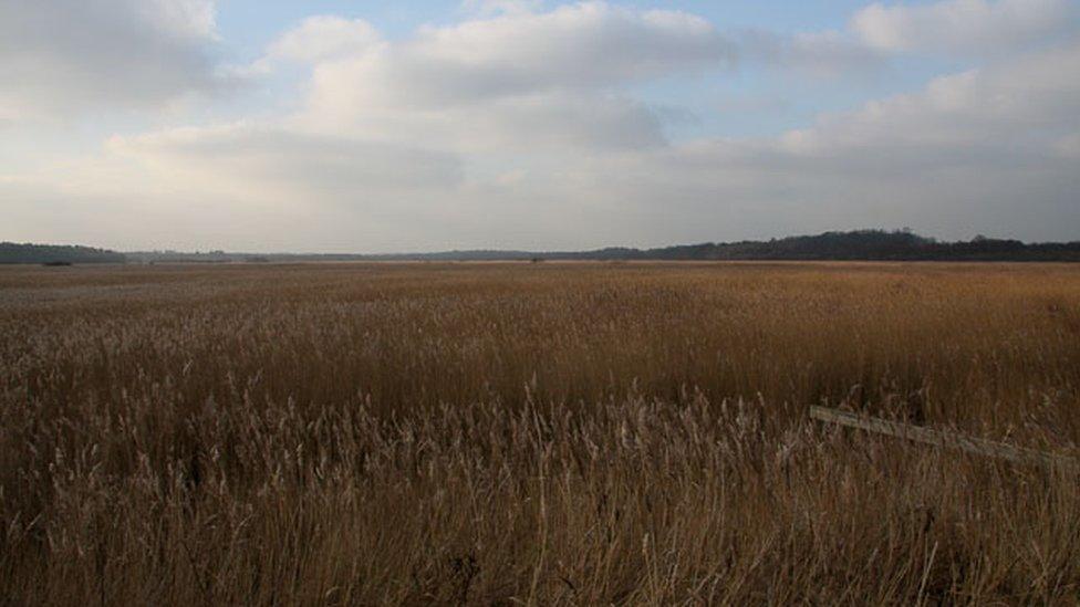 Walberswick reedbed