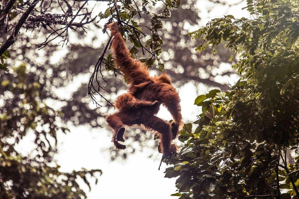 The female and infant orang-utan, moments after they had been released into the safe forests of the Janto region.