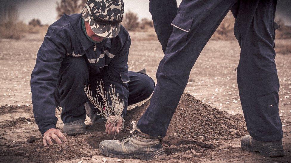 Planting saxaul trees on the Aral Sea bed in Uzbekistan by Paul Ivan Harris