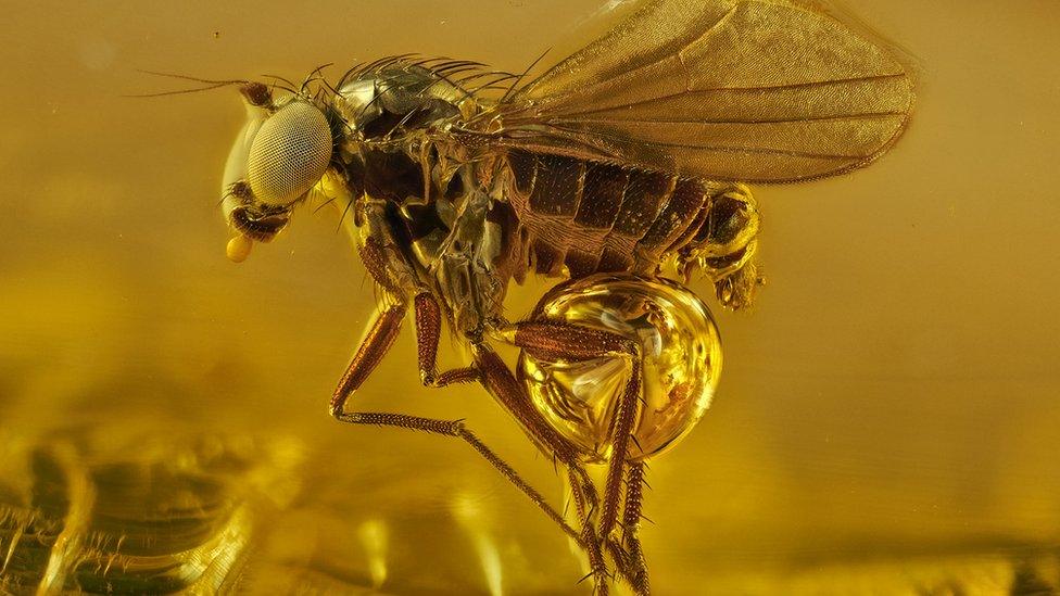 Park winged fungus gnat trapped in amber