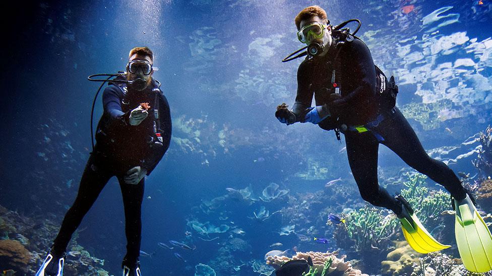Two divers swim around in a tropical reef aquarium