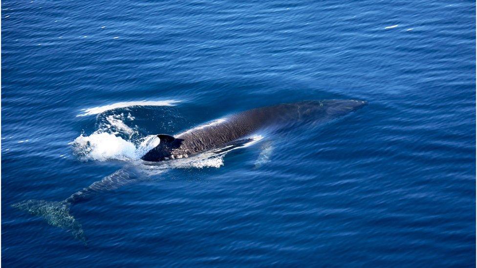 Antarctic minke whale, at sea