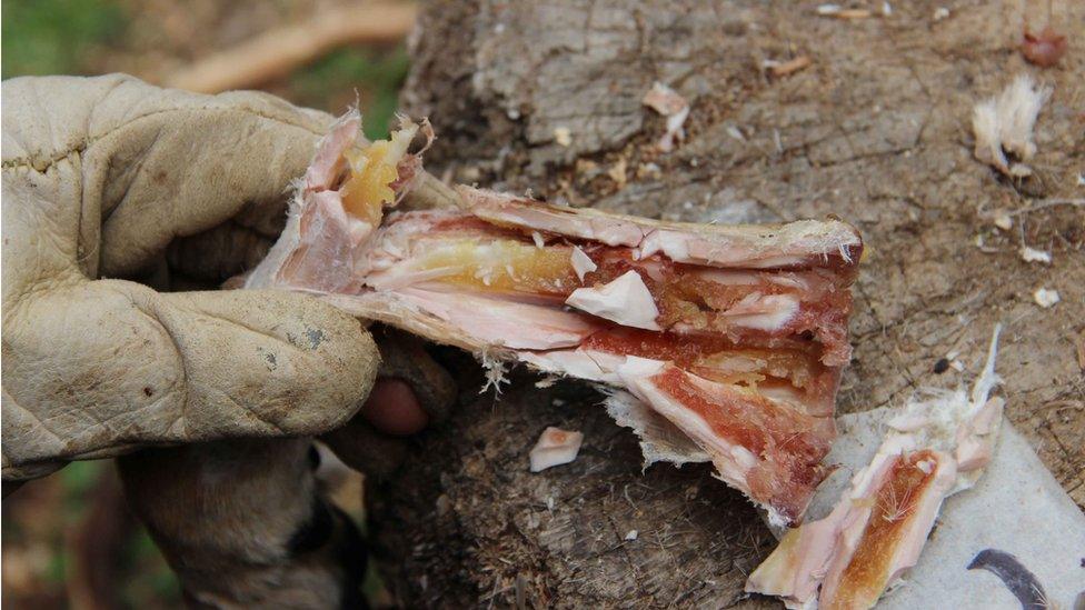 Marrow inside a bone after six weeks of storage