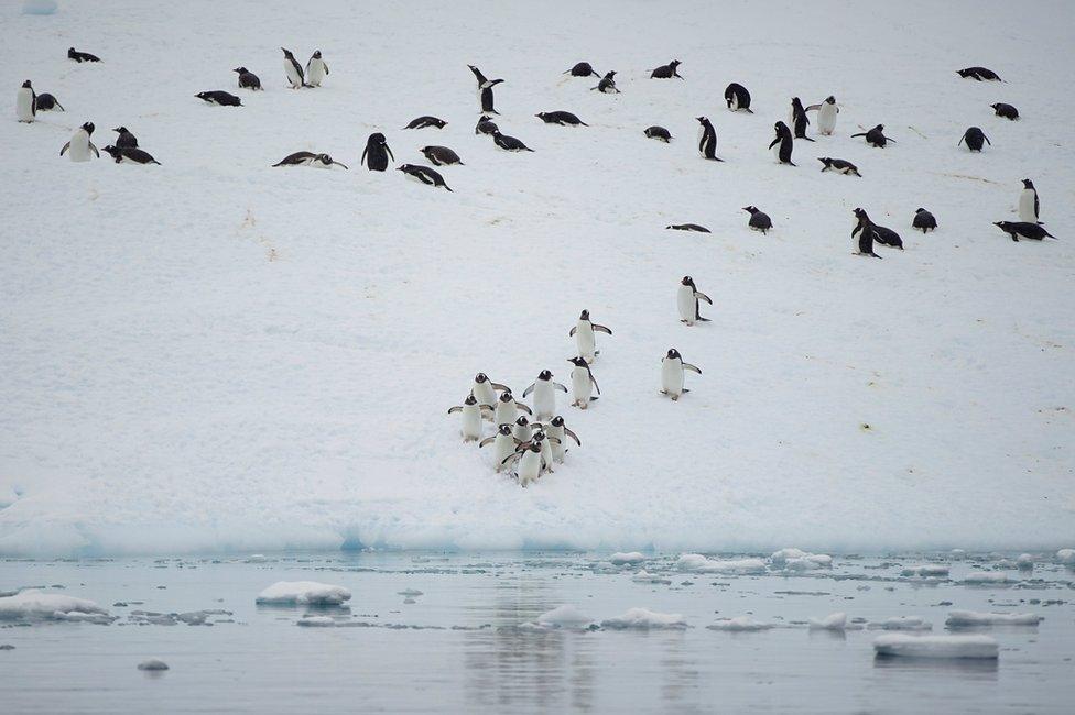 A group of penguins on ice