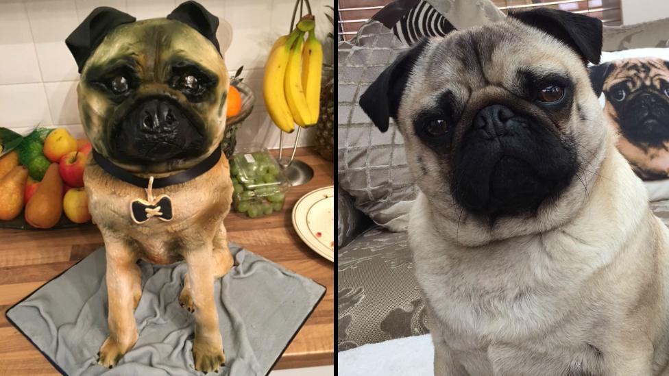 Pug cake (L) and the real-life pug on which the cake was based