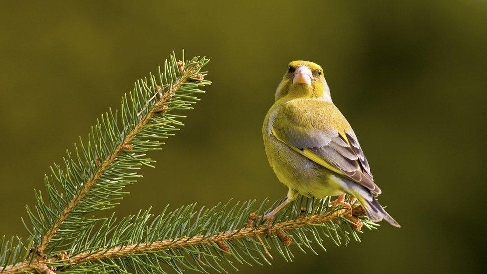 greenfinch