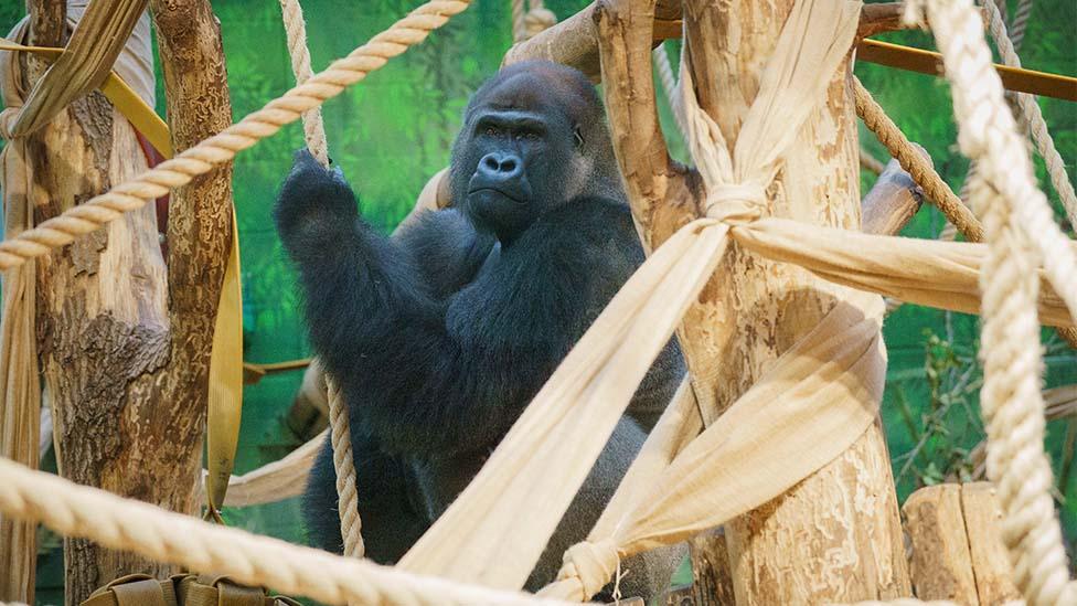 Kiburi has been enjoying testing out the new rope swings in the indoor play-gym in Gorilla Kingdom