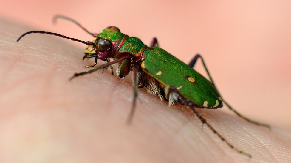 Green tiger beetle (Cicindela campestris)