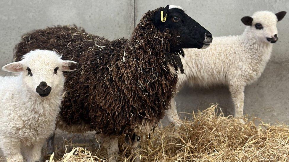 The rare-breed lambs with their Shetland ewe mother