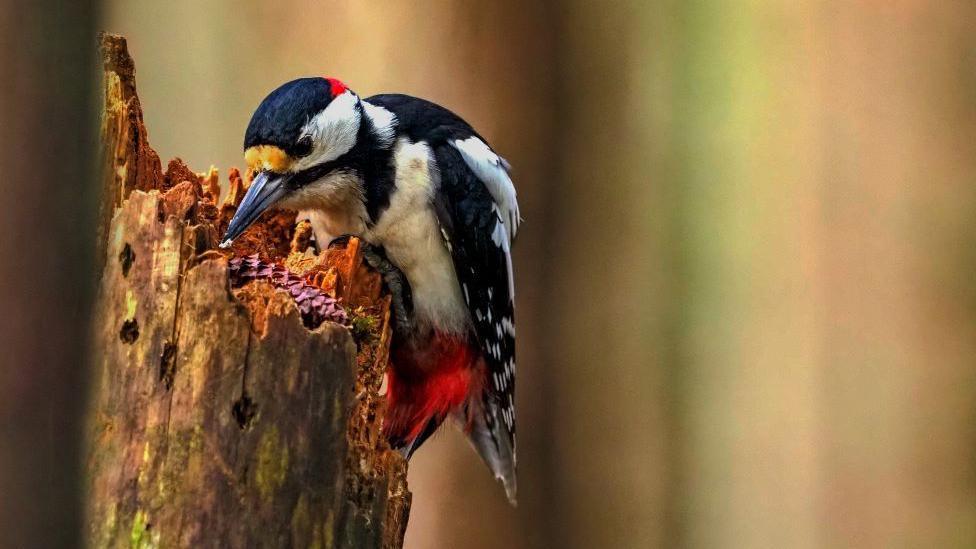 Woodpecker