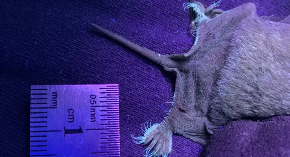Scientists discover bats with glowing toes - BBC Newsround