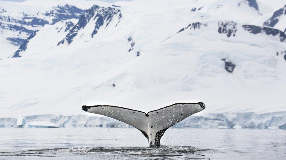 Whale tail, in diving position, humpback whale