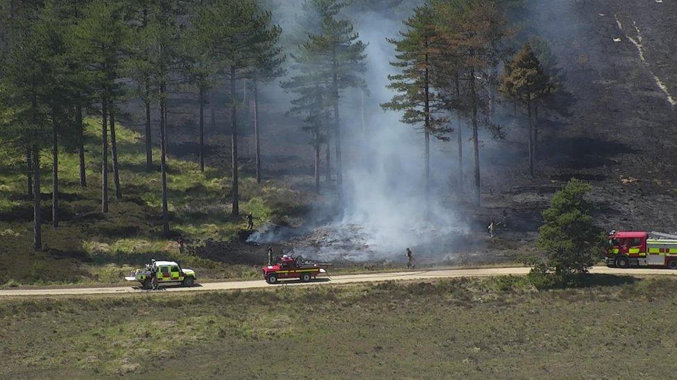 Forest fire site