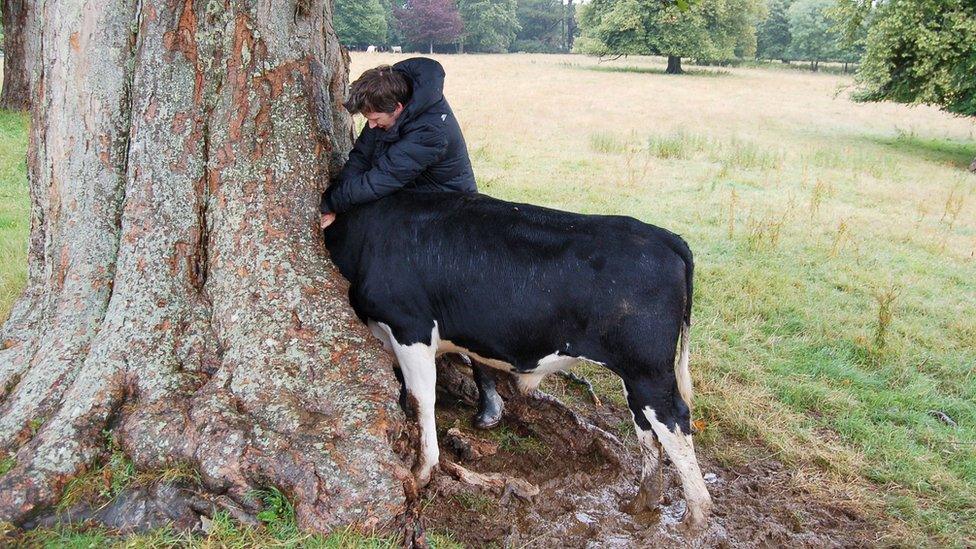 Cow with its head stuck in a tree