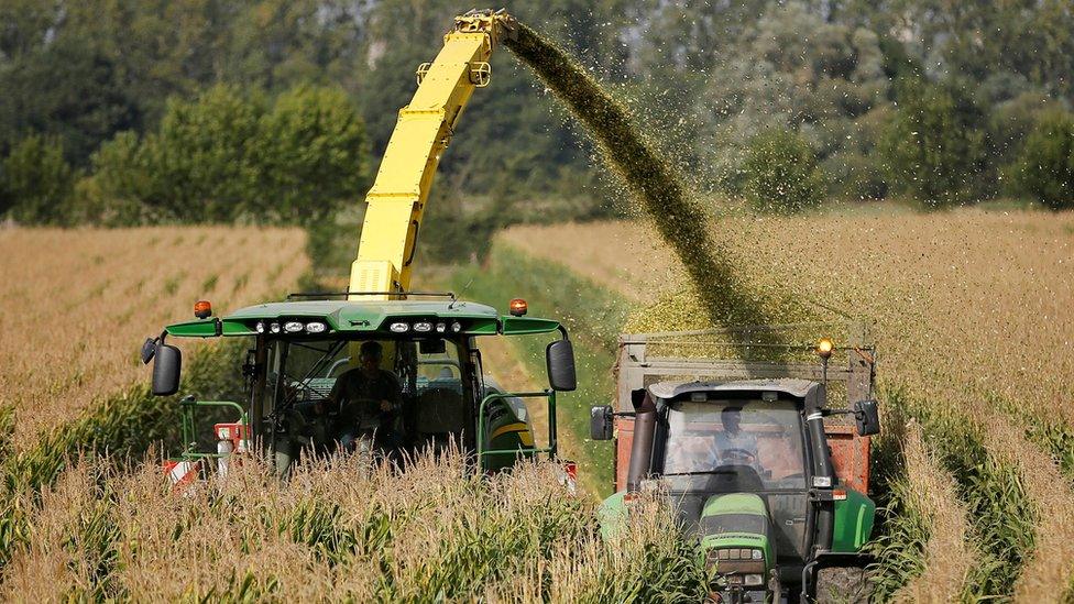 Farm machinery harvest maize in a corn field in France