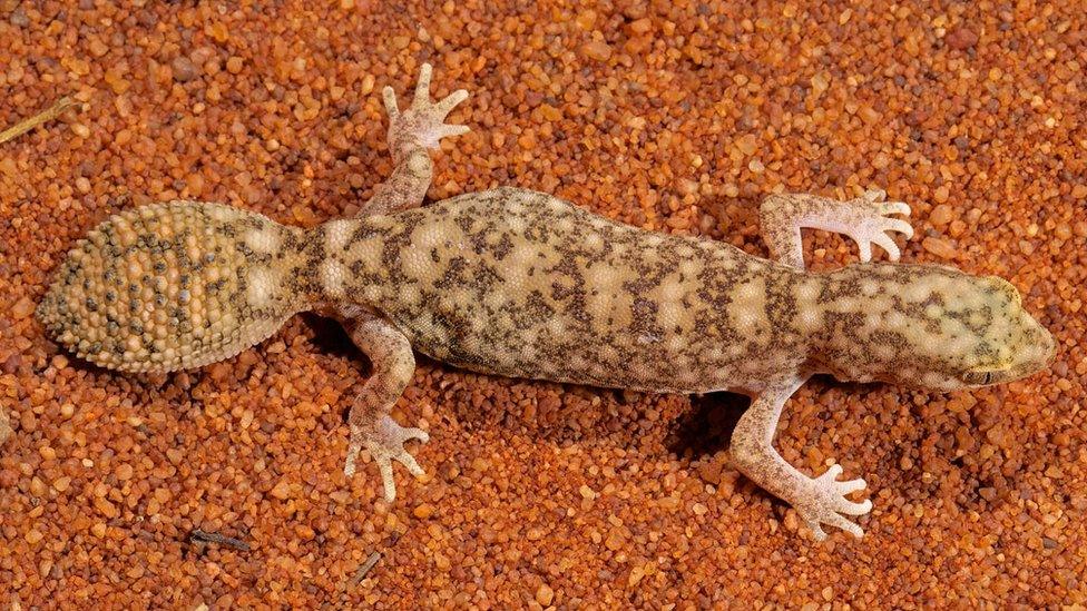 flat tailed gecko