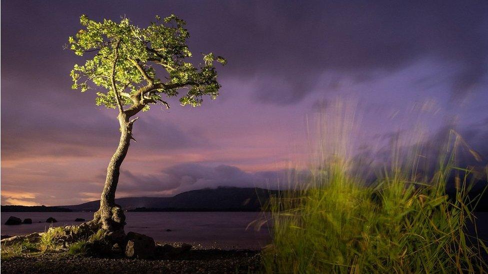 The Milarrochy oak on Loch Lomond