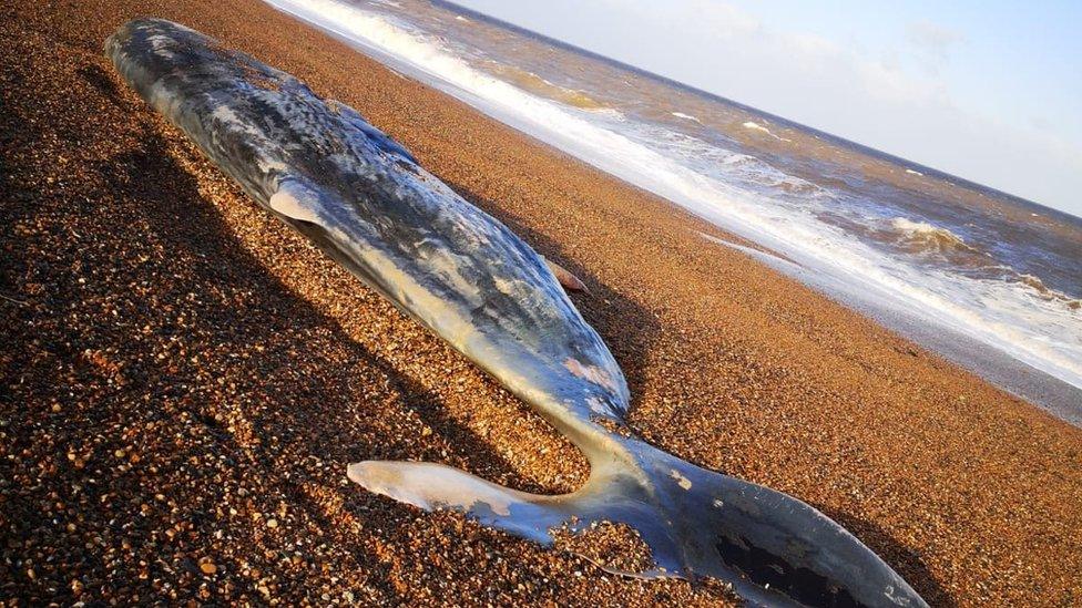 Dead sperm whale