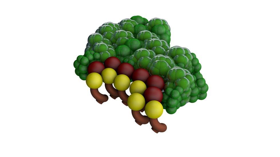 Prostate-specific antigen or PSA