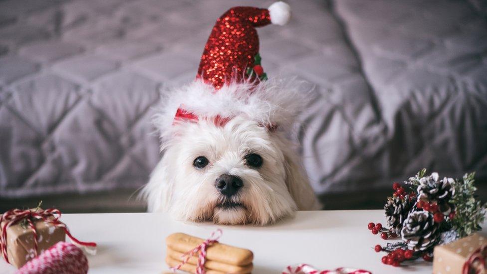 Dog with all its gifts