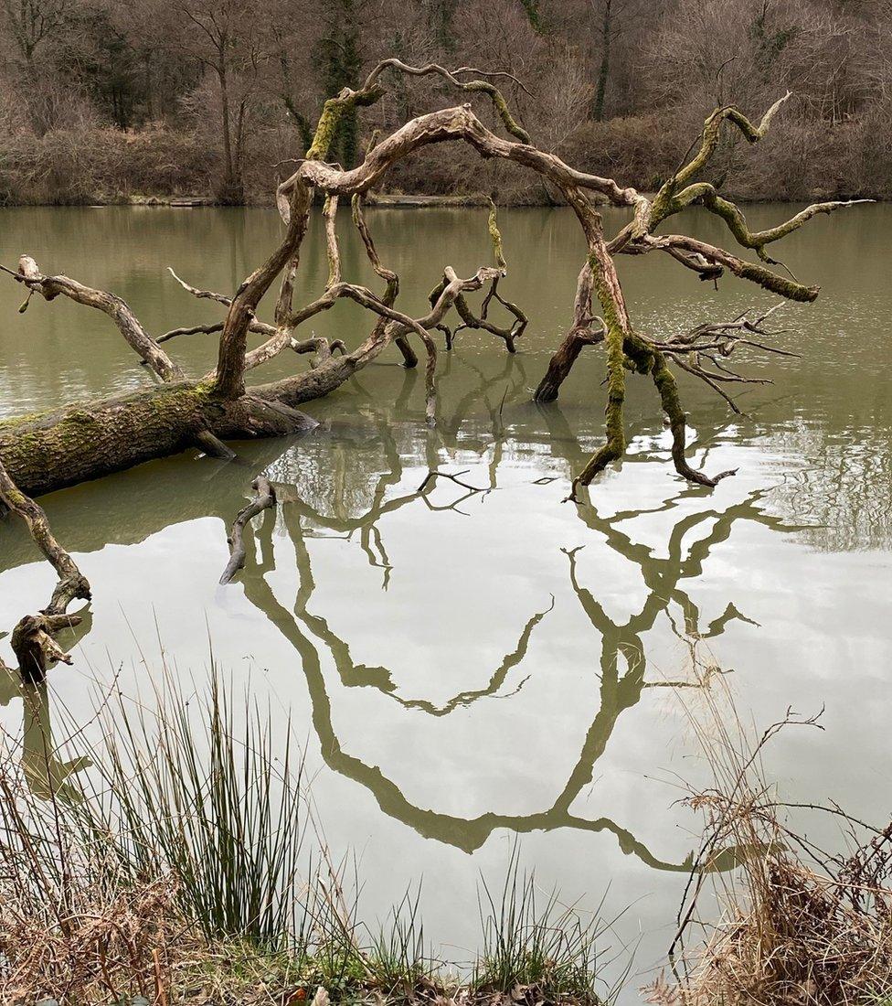 Tree branch reflected in water