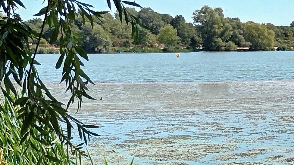 Blue-green algae at Priory Country Park