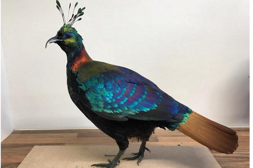 Himalayan monal pheasant