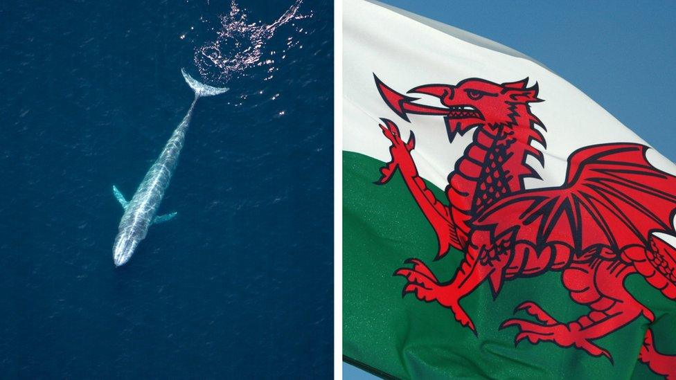 Whales and Wales.