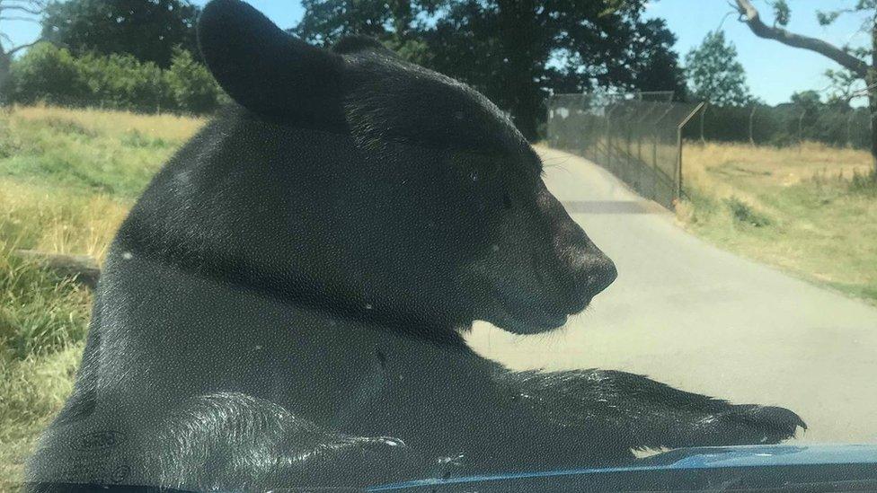 Bear on a car