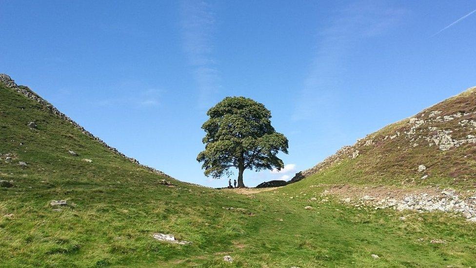 Sycamore Gap tree - general pic